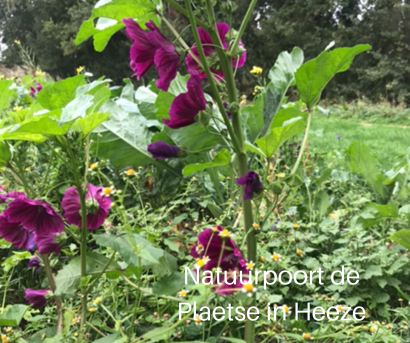 Ontwerp zonder titel (280).PNG